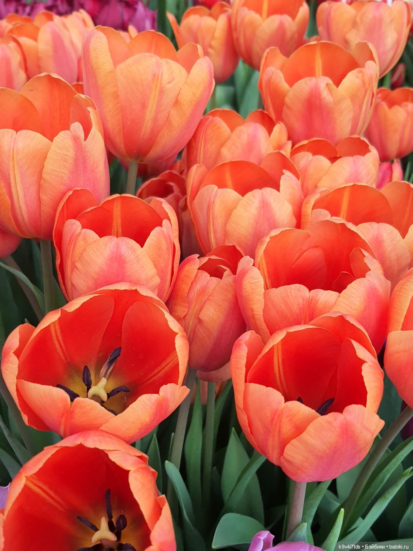 Маленький Париж. Выставка тюльпанов в г. Твери