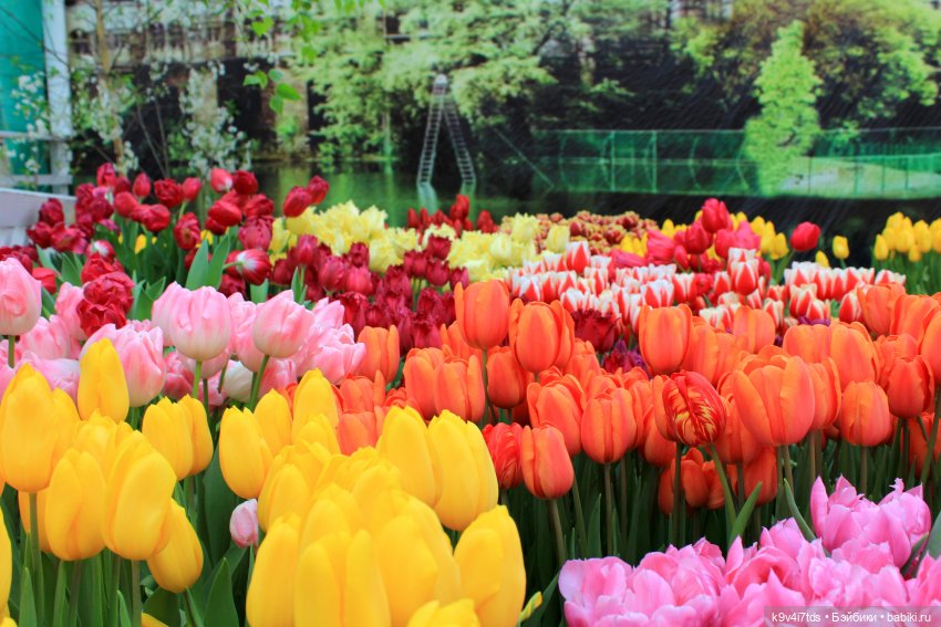 Маленький Париж. Выставка тюльпанов в г. Твери (фото 6)