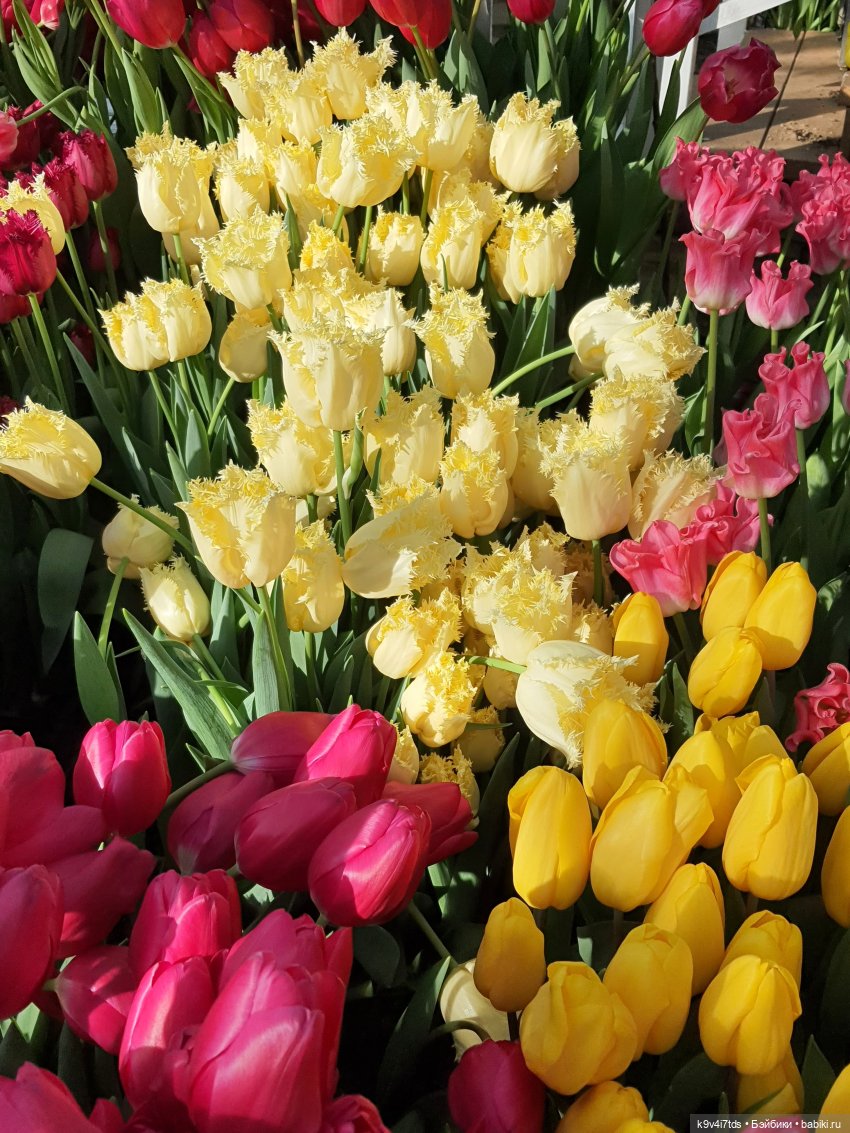 Маленький Париж. Выставка тюльпанов в г. Твери