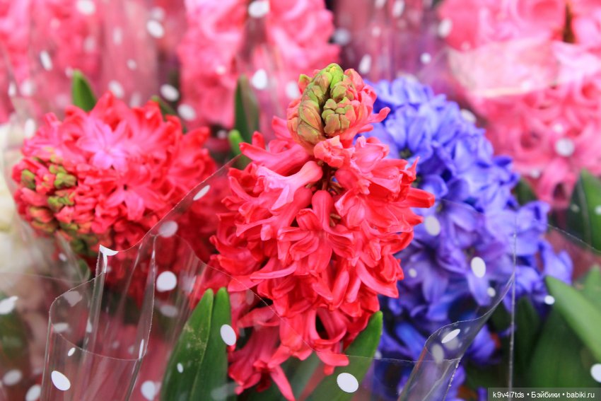 Маленький Париж. Выставка тюльпанов в г. Твери