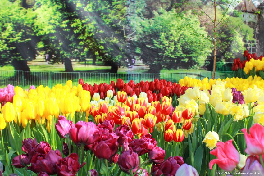 Маленький Париж. Выставка тюльпанов в г. Твери