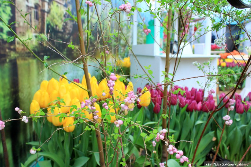 Маленький Париж. Выставка тюльпанов в г. Твери