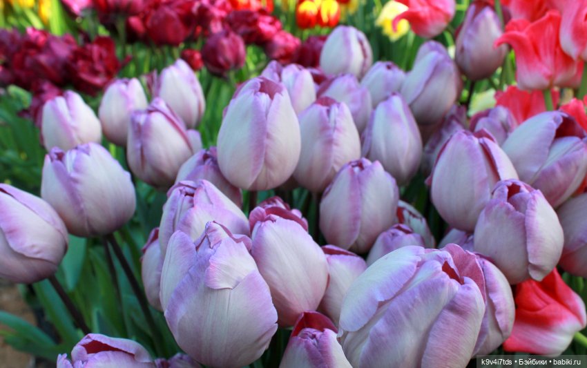 Маленький Париж. Выставка тюльпанов в г. Твери