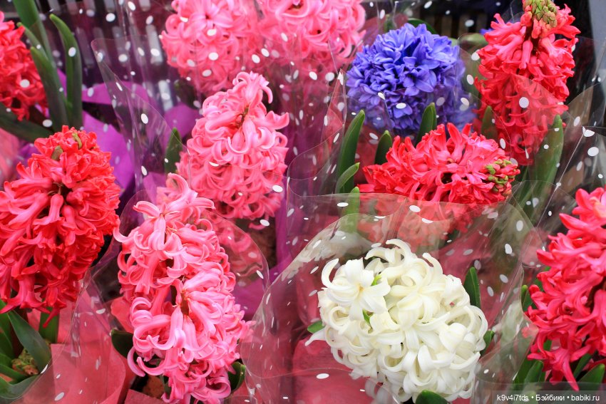 Маленький Париж. Выставка тюльпанов в г. Твери