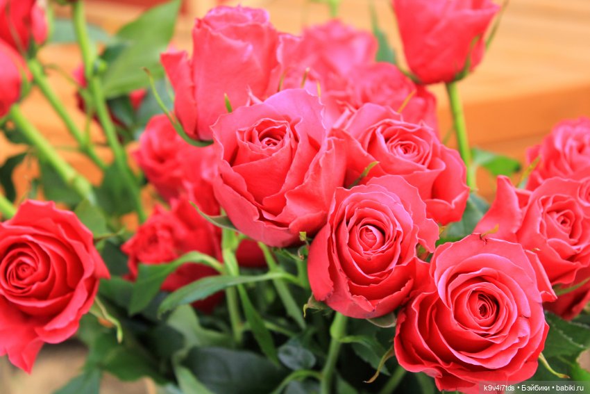 Маленький Париж. Выставка тюльпанов в г. Твери