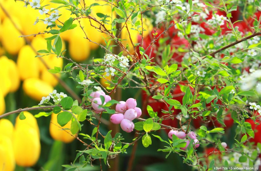 Маленький Париж. Выставка тюльпанов в г. Твери
