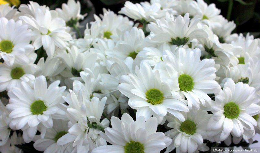 Маленький Париж. Выставка тюльпанов в г. Твери