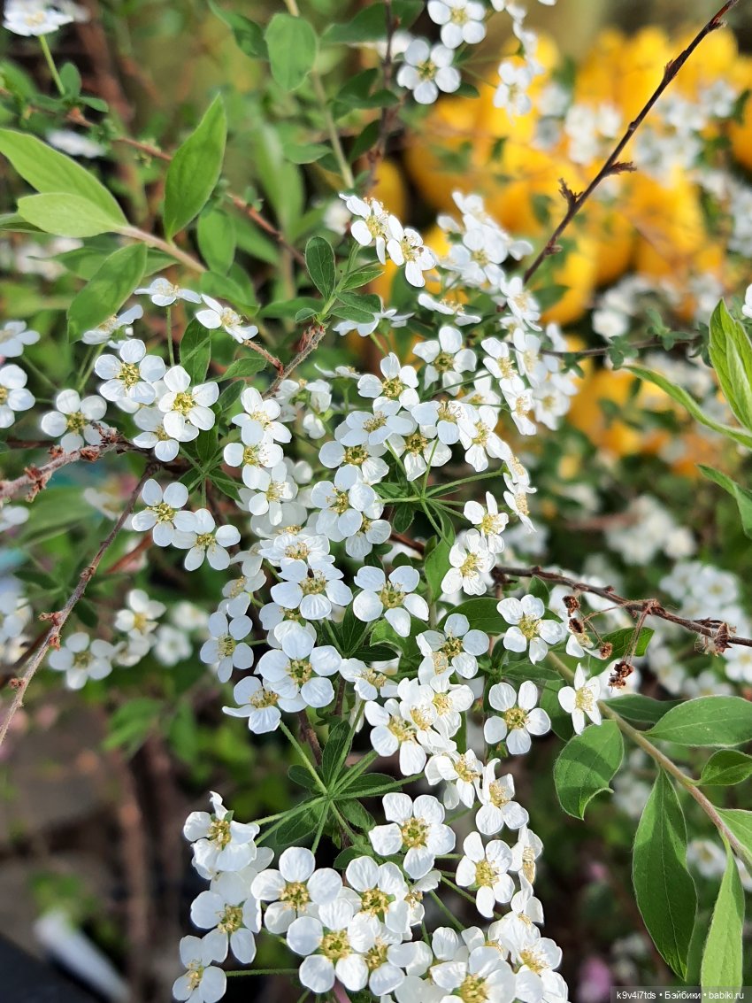 Маленький Париж. Выставка тюльпанов в г. Твери