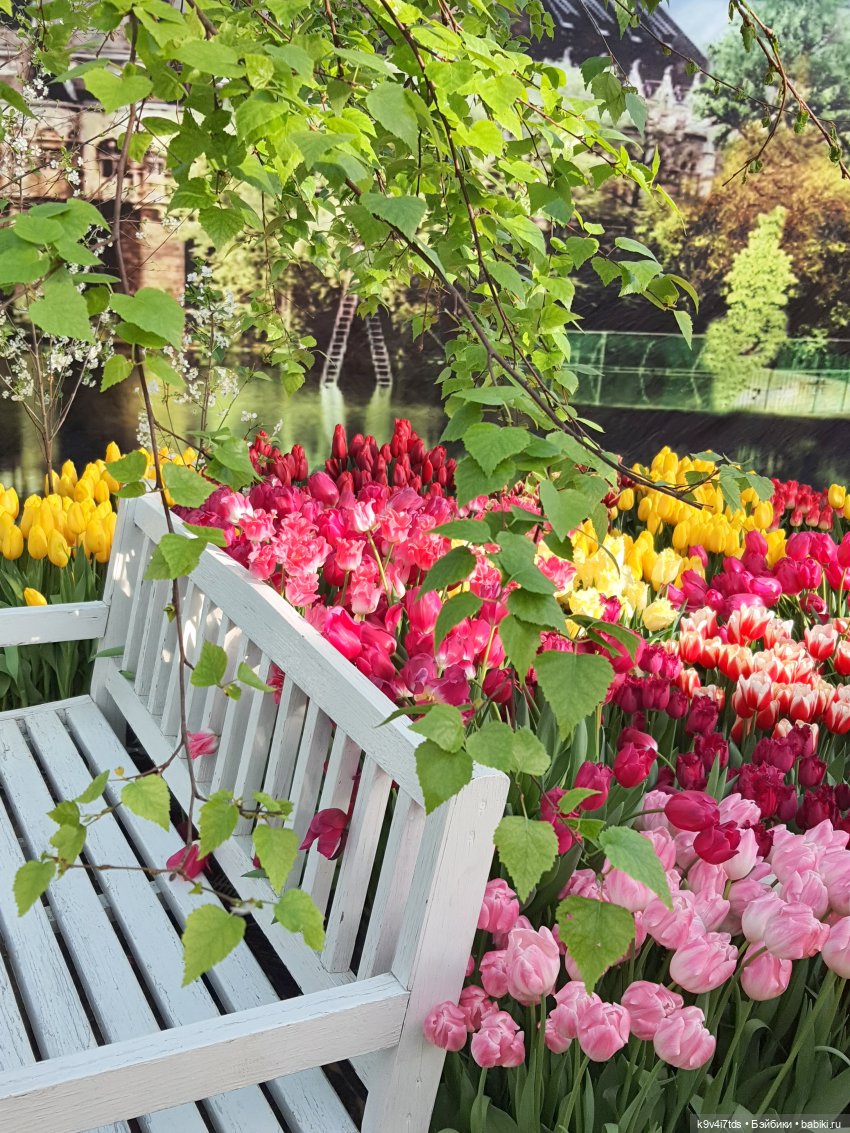 Маленький Париж. Выставка тюльпанов в г. Твери