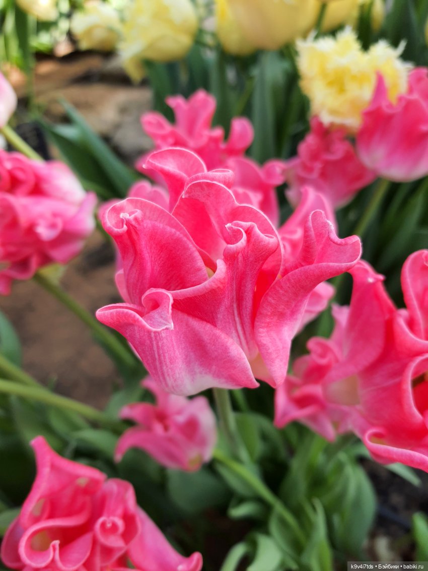 Маленький Париж. Выставка тюльпанов в г. Твери