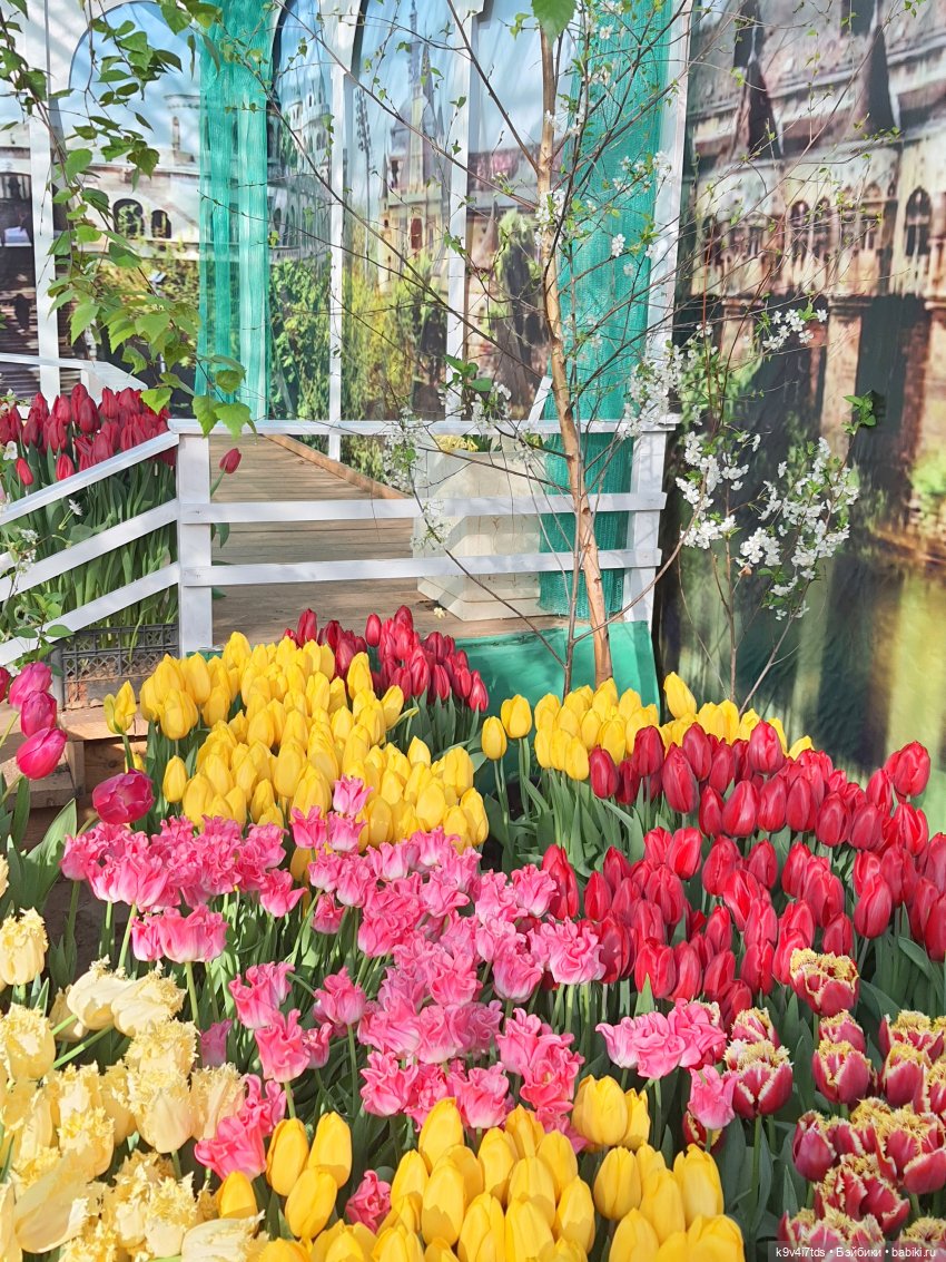 Маленький Париж. Выставка тюльпанов в г. Твери