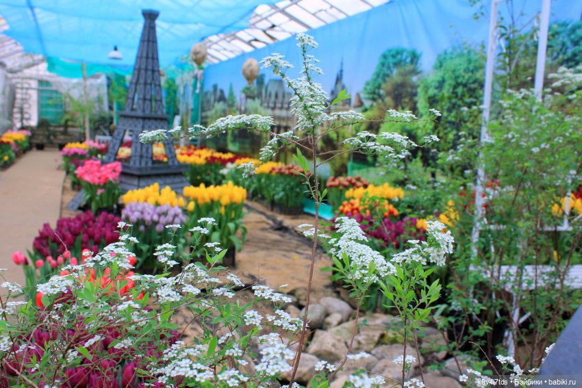 Маленький Париж. Выставка тюльпанов в г. Твери (фото 10)