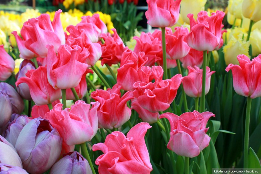 Маленький Париж. Выставка тюльпанов в г. Твери