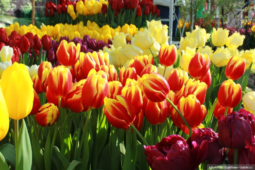 Маленький Париж. Выставка тюльпанов в г. Твери