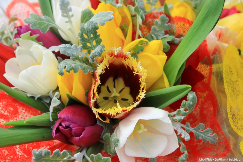 Маленький Париж. Выставка тюльпанов в г. Твери