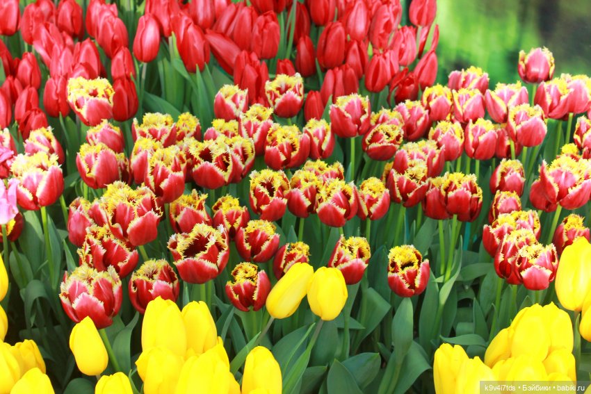 Маленький Париж. Выставка тюльпанов в г. Твери