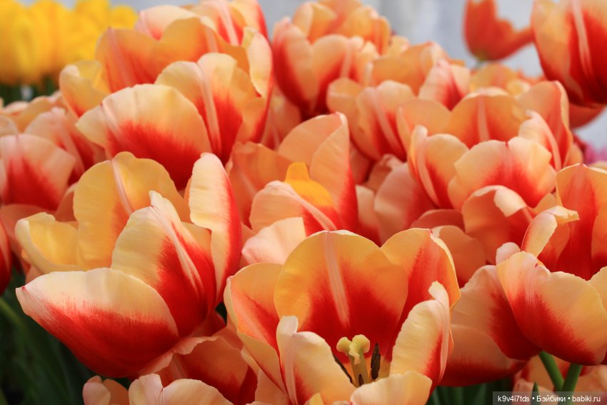 Маленький Париж. Выставка тюльпанов в г. Твери