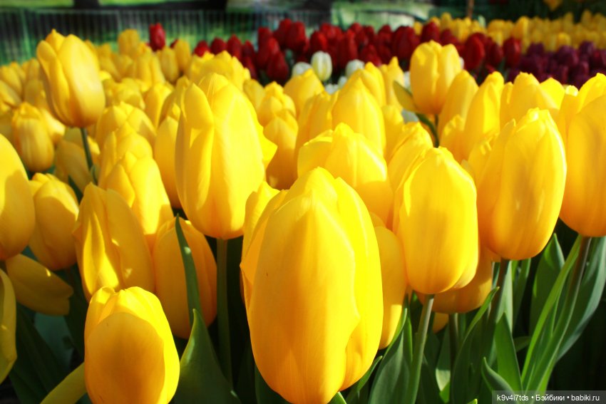 Маленький Париж. Выставка тюльпанов в г. Твери