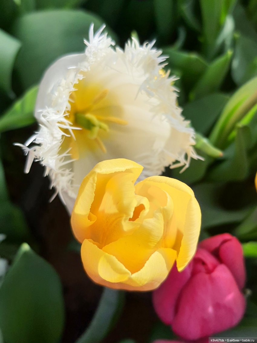 Маленький Париж. Выставка тюльпанов в г. Твери