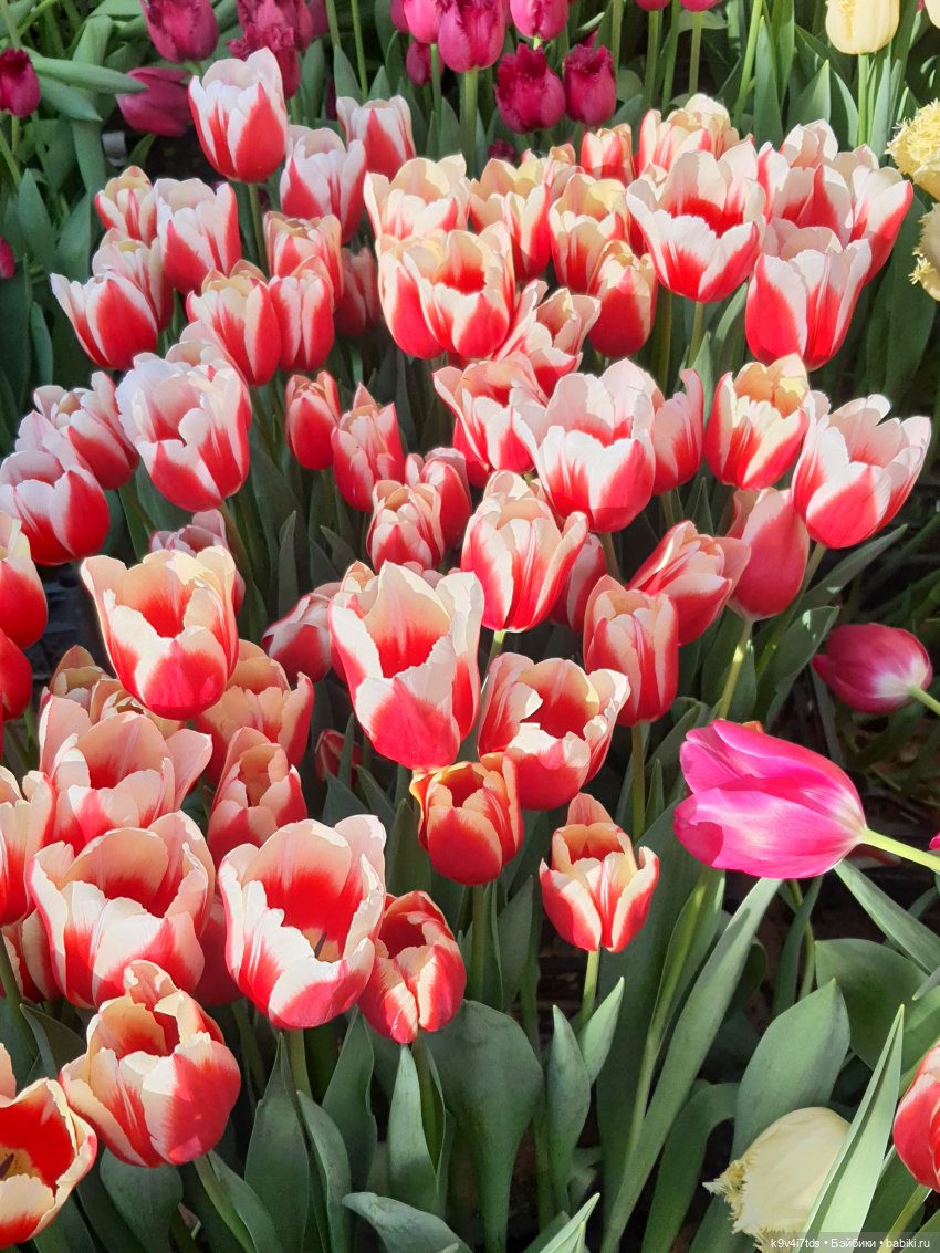 Маленький Париж. Выставка тюльпанов в г. Твери