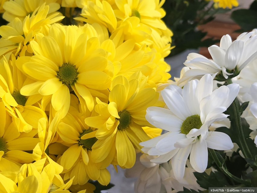 Маленький Париж. Выставка тюльпанов в г. Твери