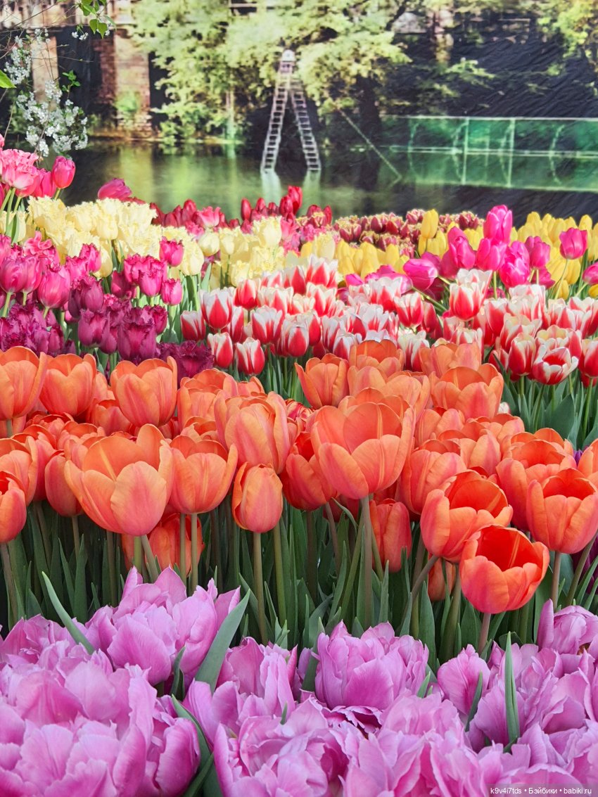 Маленький Париж. Выставка тюльпанов в г. Твери