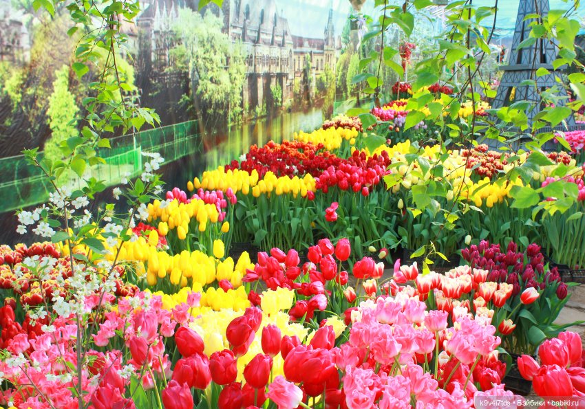 Маленький Париж. Выставка тюльпанов в г. Твери
