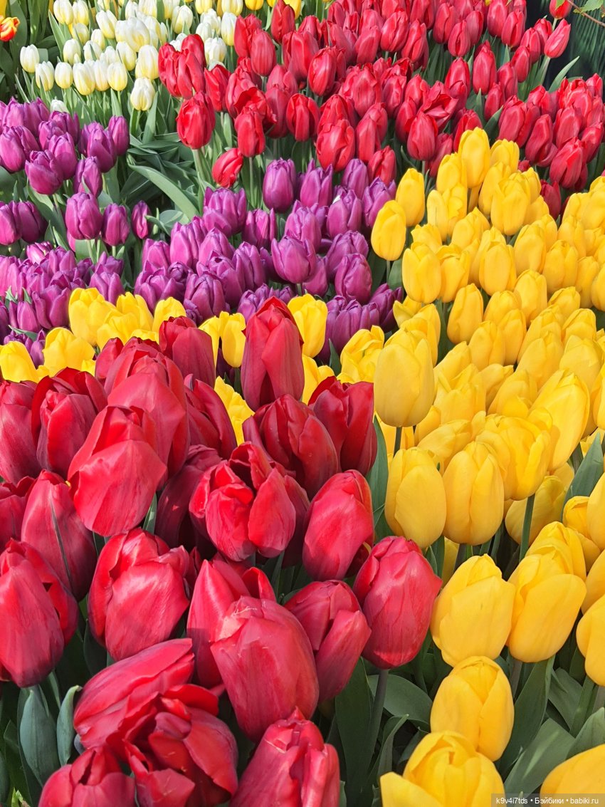 Маленький Париж. Выставка тюльпанов в г. Твери