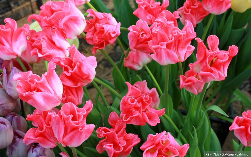 Маленький Париж. Выставка тюльпанов в г. Твери