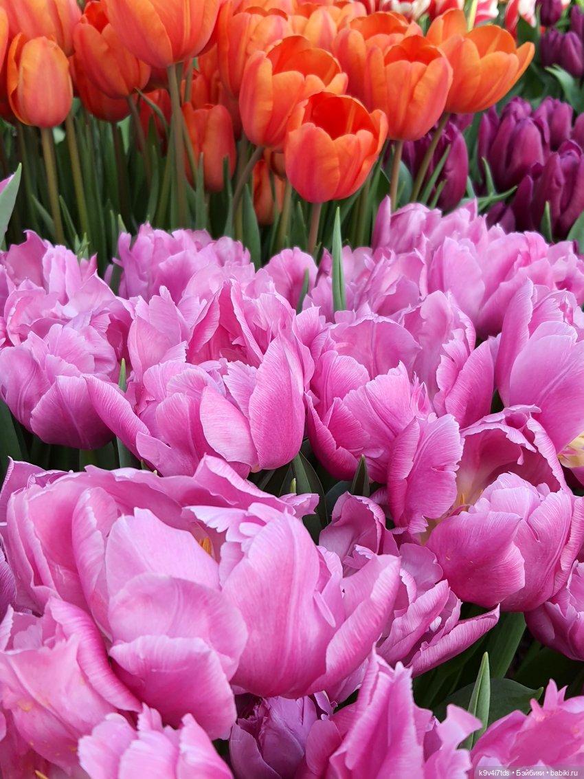 Маленький Париж. Выставка тюльпанов в г. Твери