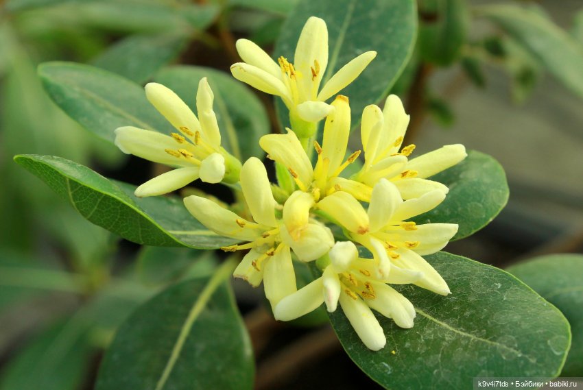 Ириска встречает Весну. Nia © [Toffee] (фото 3)