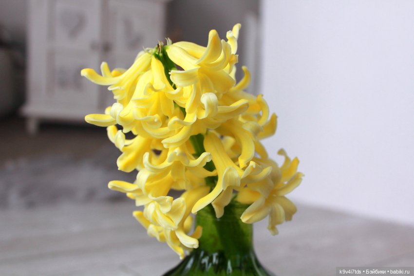 Мои любимые Ириски. Nia © [Toffee]