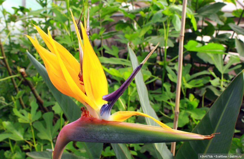 Ириска встречает Весну. Nia © [Toffee] (фото 4)