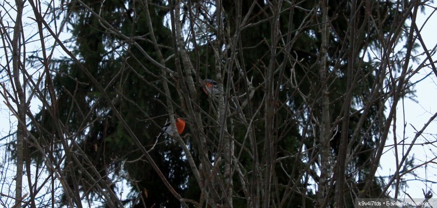 Ириска встречает Весну. Nia © [Toffee]