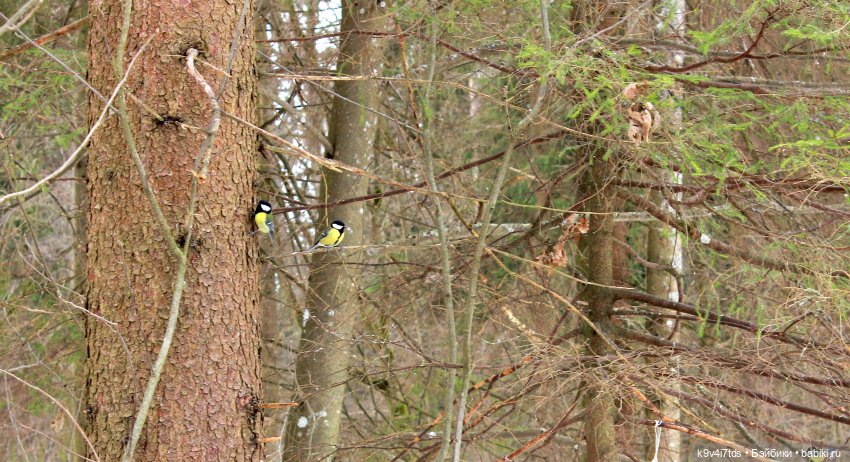 Ириска встречает Весну. Nia © [Toffee]