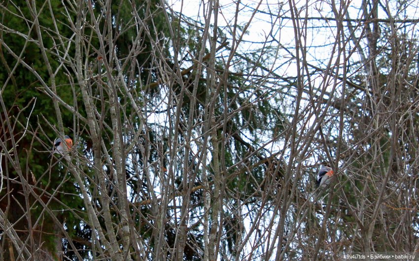 Ириска встречает Весну. Nia © [Toffee]