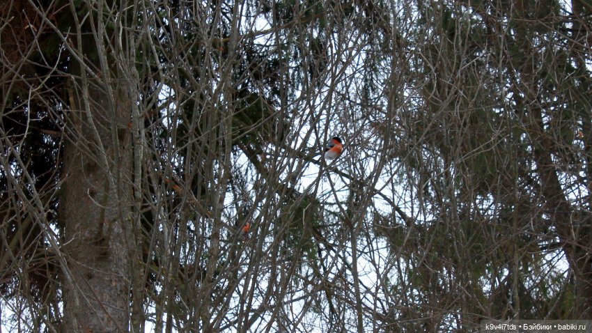 Ириска встречает Весну. Nia © [Toffee]