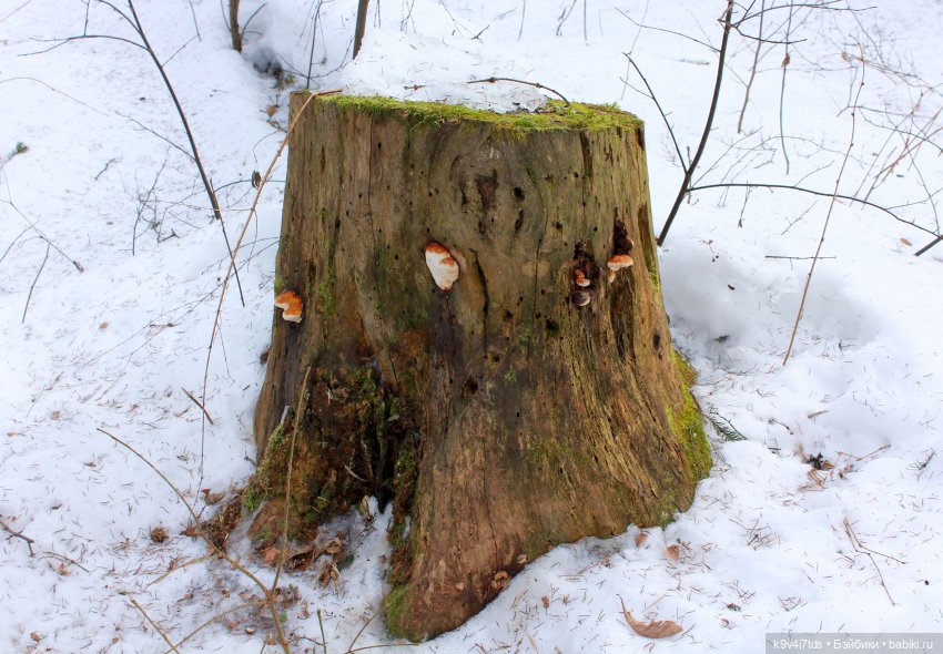 Ириска встречает Весну. Nia © [Toffee]