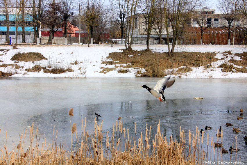 Ириска встречает Весну. Nia © [Toffee]