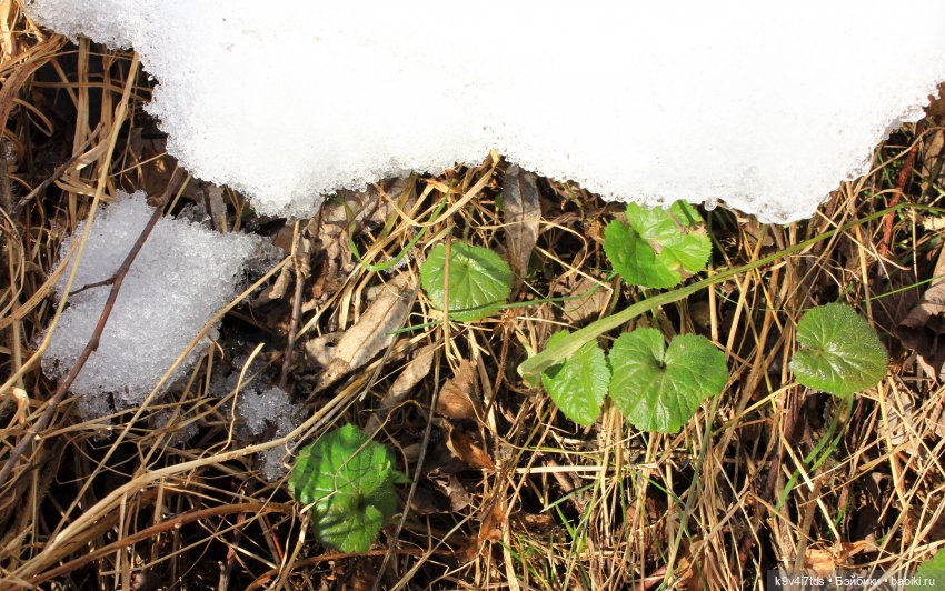 Ириска и Водопад. Nia © [Toffee]