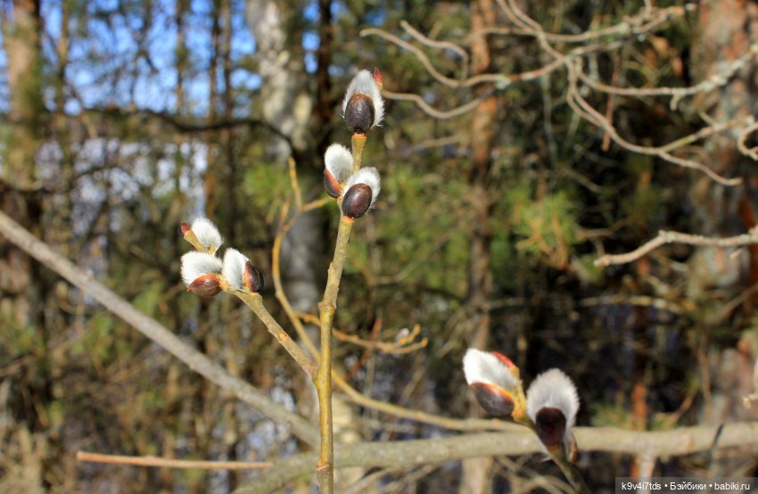 Мартовский день в "Саду камней"