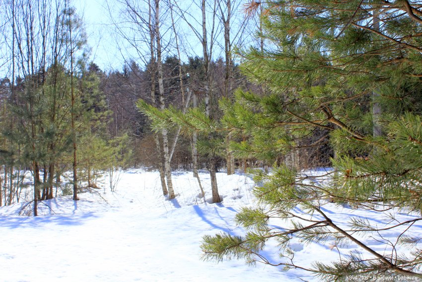 Мартовский день в "Саду камней"