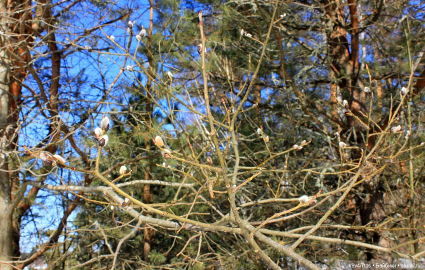 Мартовский день в "Саду камней"