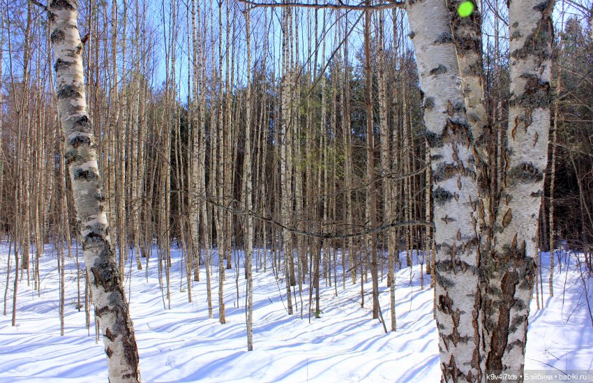Мартовский день в "Саду камней" (фото 2)