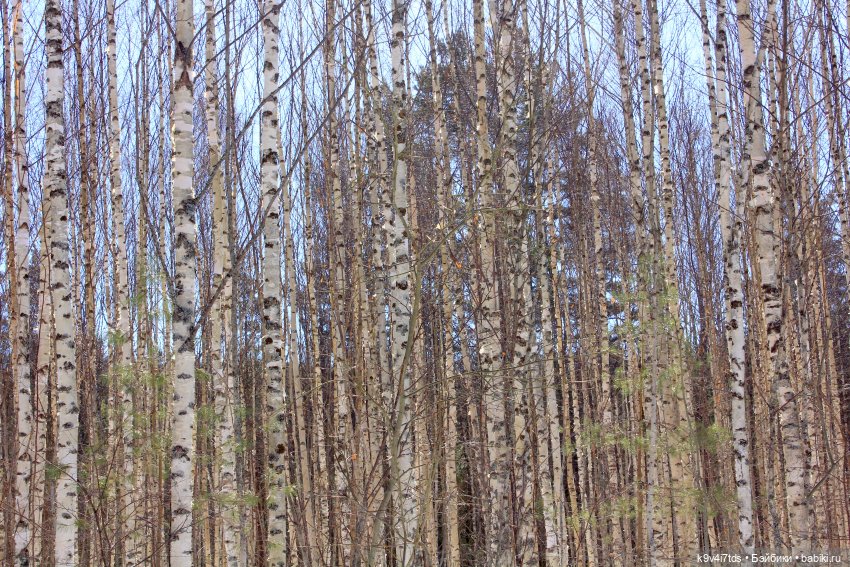 Мартовский день в "Саду камней" (фото 4)