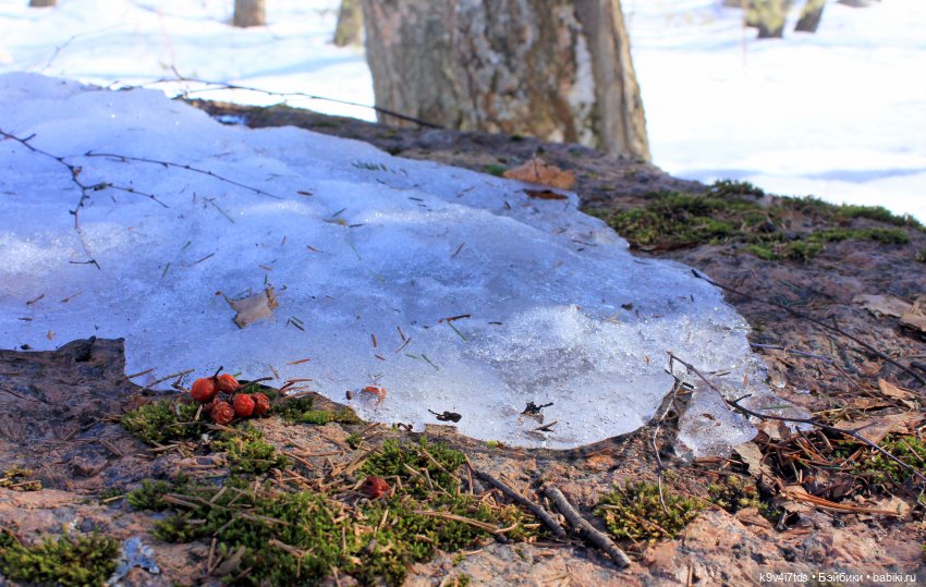 Мартовский день в "Саду камней"