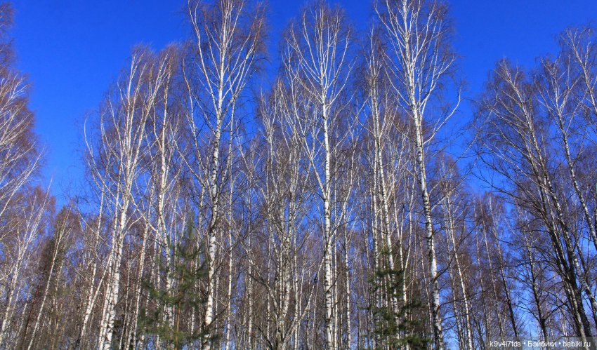 Мартовский день в "Саду камней"