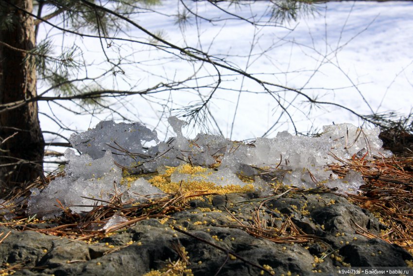 Мартовский день в "Саду камней"