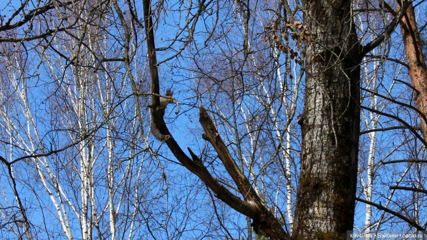 Дыхание Весны — Куклы Irrealdoll (Ирреалдолл): BJD (БЖД)