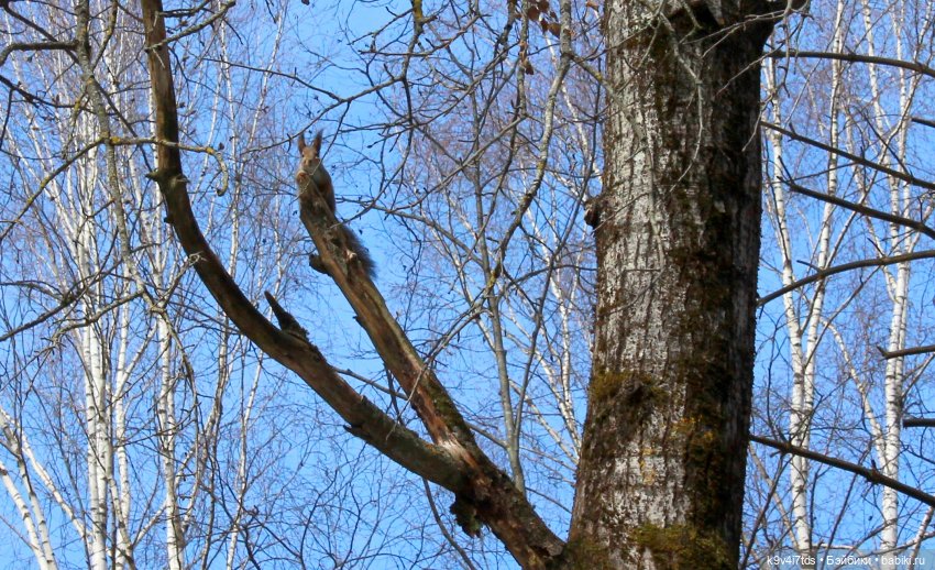 Дыхание Весны — Куклы Irrealdoll (Ирреалдолл): BJD (БЖД)